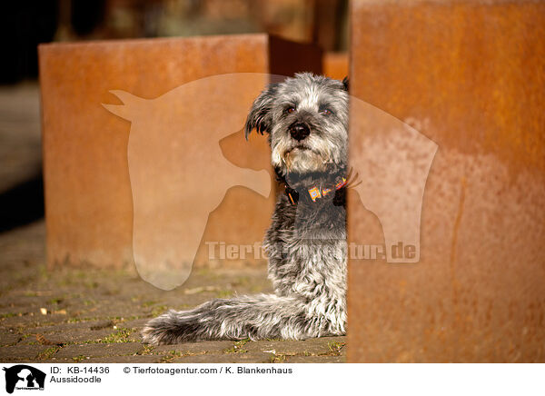 Aussidoodle / Aussidoodle / KB-14436