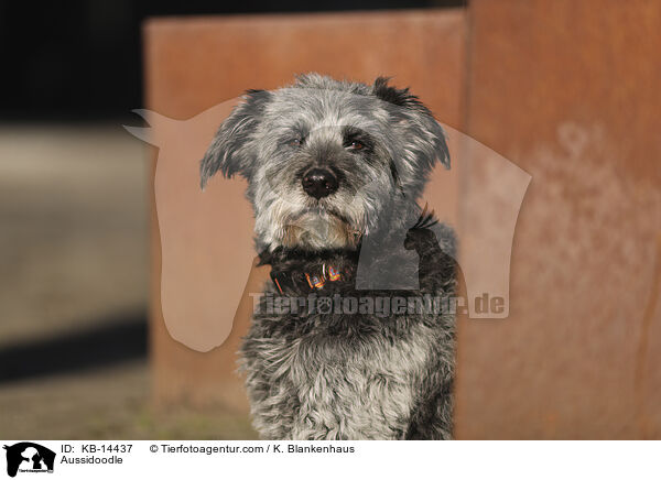 Aussidoodle / Aussidoodle / KB-14437