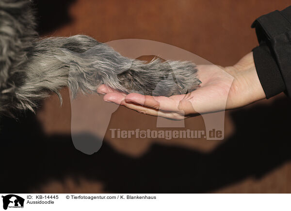 Aussidoodle / Aussidoodle / KB-14445
