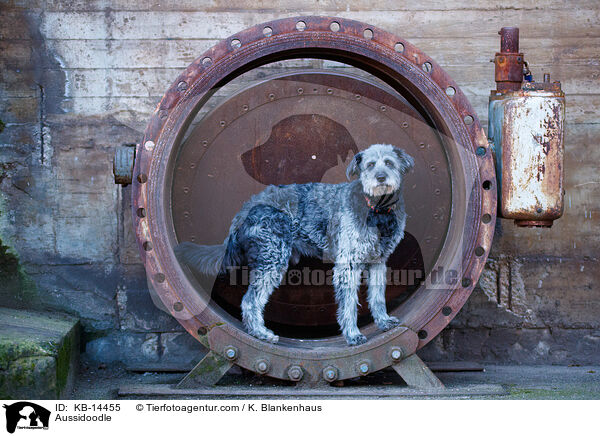 Aussidoodle / Aussidoodle / KB-14455