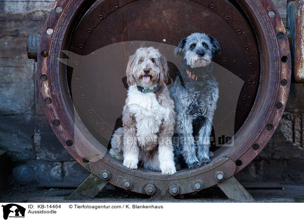 Aussidoodle / Aussidoodle / KB-14464