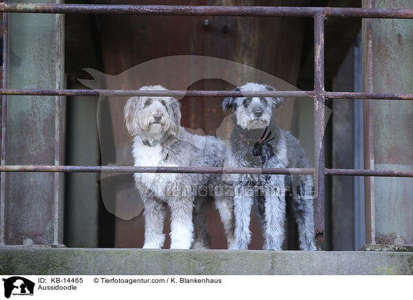 Aussidoodle / Aussidoodle / KB-14465