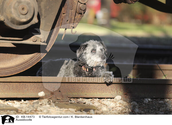 Aussidoodle / Aussidoodle / KB-14473