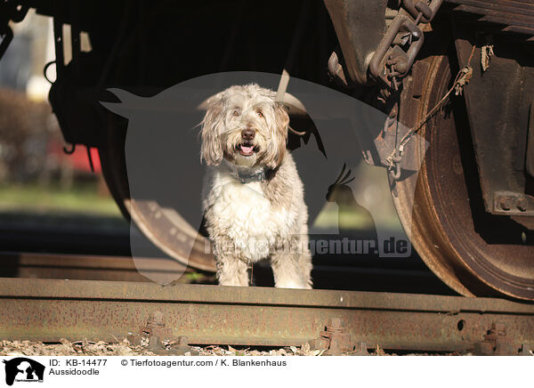 Aussidoodle / Aussidoodle / KB-14477