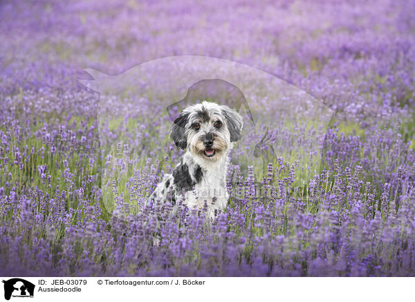 Aussiedoodle / Aussiedoodle / JEB-03079