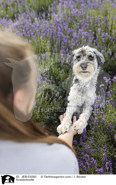 Aussiedoodle / Aussiedoodle / JEB-03080