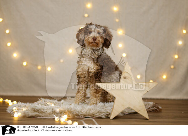 Aussiedoodle in Weihnachtsdeko / Aussiedoodle in Christmas decoration / KB-17259