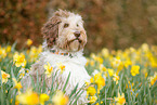Aussiedoodle Portrait