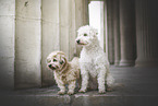 2 Aussidoodles