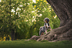Aussidoodle in summer
