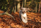 adult Aussidoodle