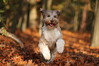 adult Aussidoodle