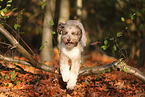 adult Aussidoodle