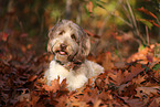 adult Aussidoodle