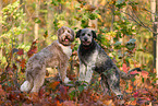 Aussidoodles