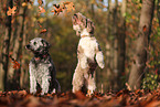Aussidoodles