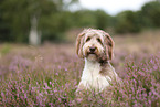 Aussidoodle
