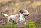 Aussidoodle