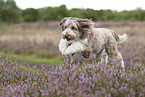 Aussidoodle