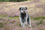 Aussidoodle