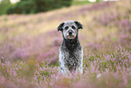 Aussidoodle