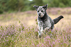 Aussidoodle
