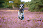 Aussidoodle