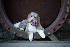 Aussidoodle