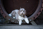 Aussidoodle