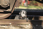 Aussidoodle