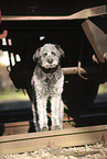 Aussidoodle