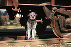 Aussidoodle