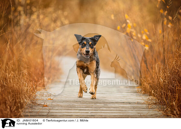 running Aussiedor / JAM-01604