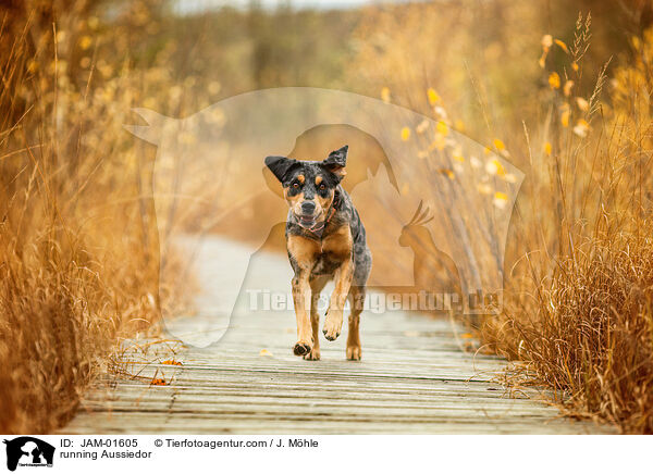 running Aussiedor / JAM-01605