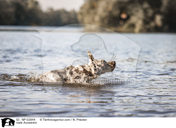 Aussiedor Rde / male Aussiedor / NP-02844