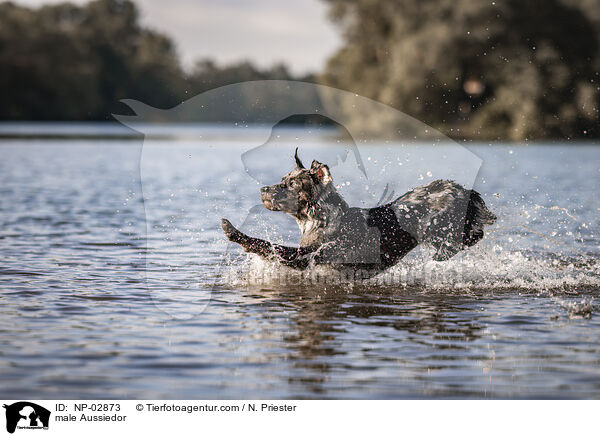 Aussiedor Rde / male Aussiedor / NP-02873