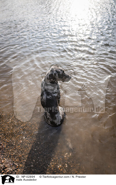 Aussiedor Rde / male Aussiedor / NP-02894