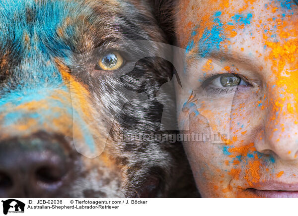 Australian-Shepherd-Labrador-Retriever / JEB-02036
