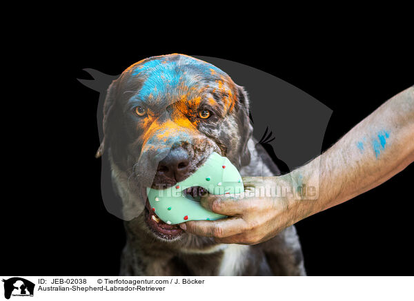 Australian-Shepherd-Labrador-Retriever / Australian-Shepherd-Labrador-Retriever / JEB-02038