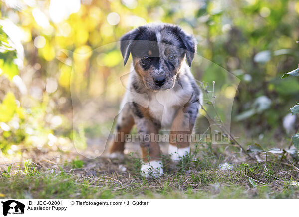 Aussiedor Puppy / JEG-02001
