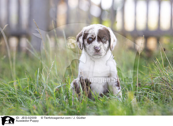 Aussiedor Welpe / Aussiedor Puppy / JEG-02009