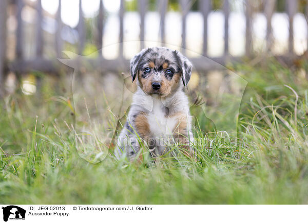 Aussiedor Welpe / Aussiedor Puppy / JEG-02013