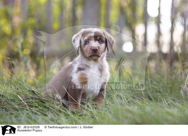 Aussiedor Welpe / Aussiedor Puppy / JEG-02026