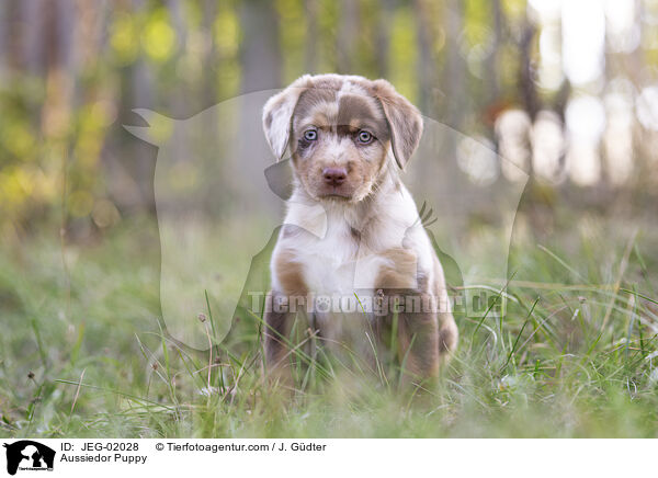 Aussiedor Welpe / Aussiedor Puppy / JEG-02028