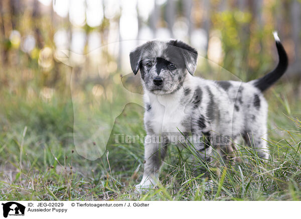 Aussiedor Welpe / Aussiedor Puppy / JEG-02029