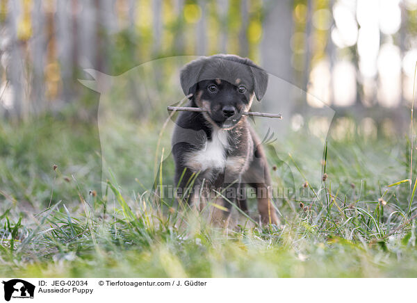 Aussiedor Welpe / Aussiedor Puppy / JEG-02034