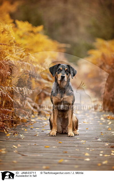 Aussiedor im Herbst / Aussiedor in fall / JAM-03711