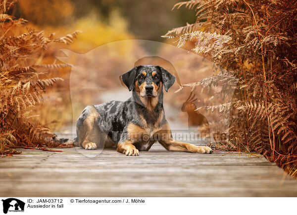 Aussiedor im Herbst / Aussiedor in fall / JAM-03712