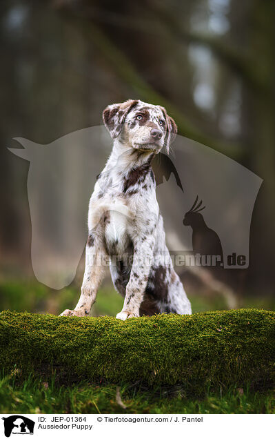 Aussiedor Welpe / Aussiedor Puppy / JEP-01364