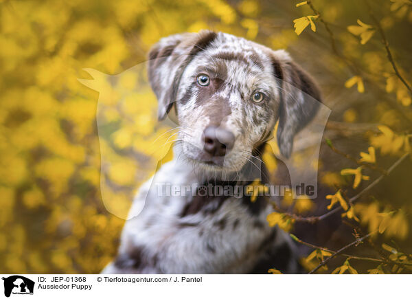 Aussiedor Welpe / Aussiedor Puppy / JEP-01368